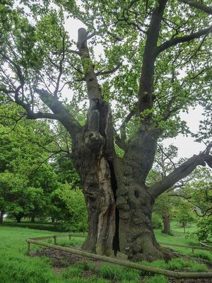 cover image of The Old Oak Tree